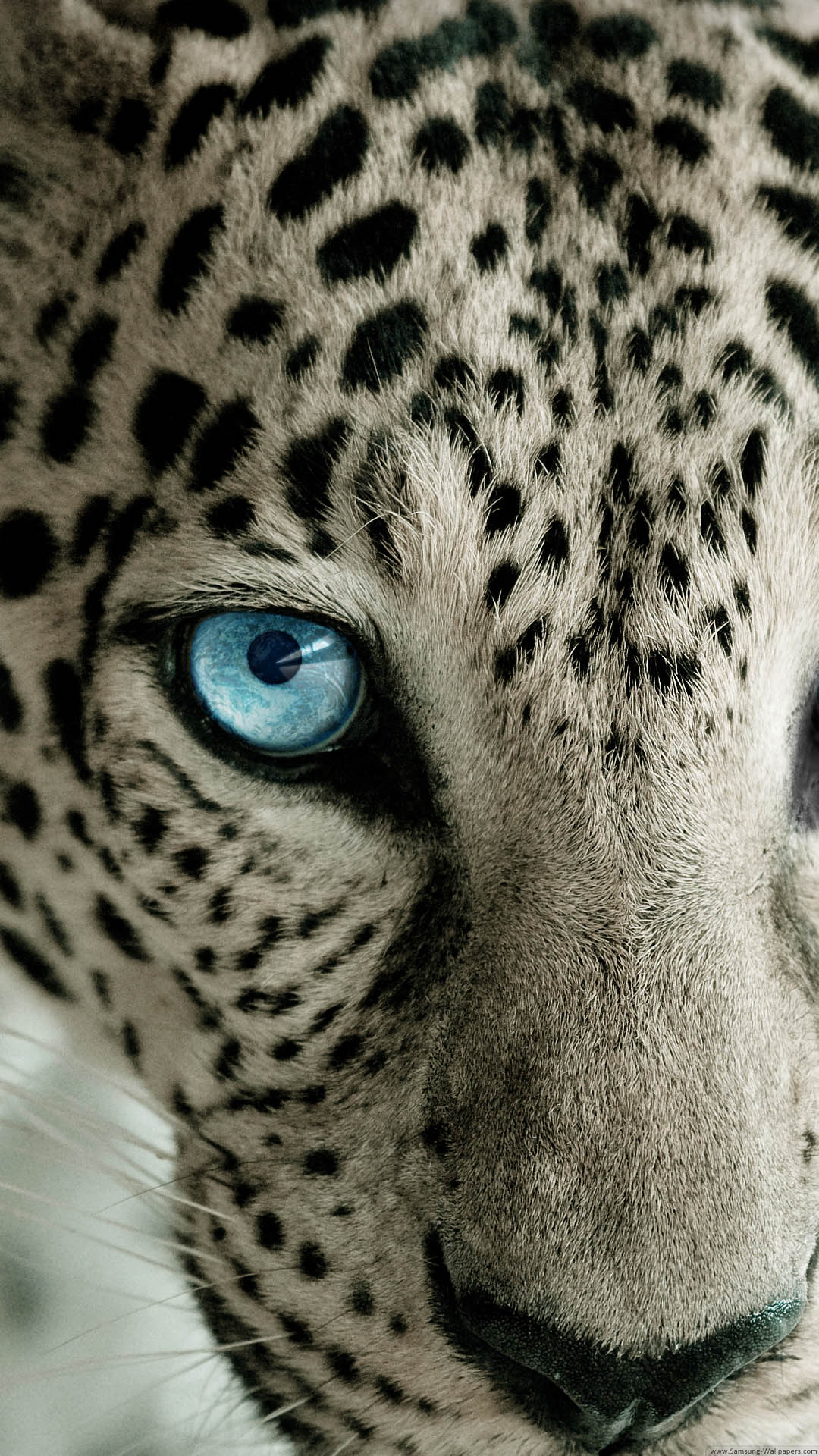 Snow-Leopard-Blue-Eye-iPhone-6-Plus-HD-Wallpaper