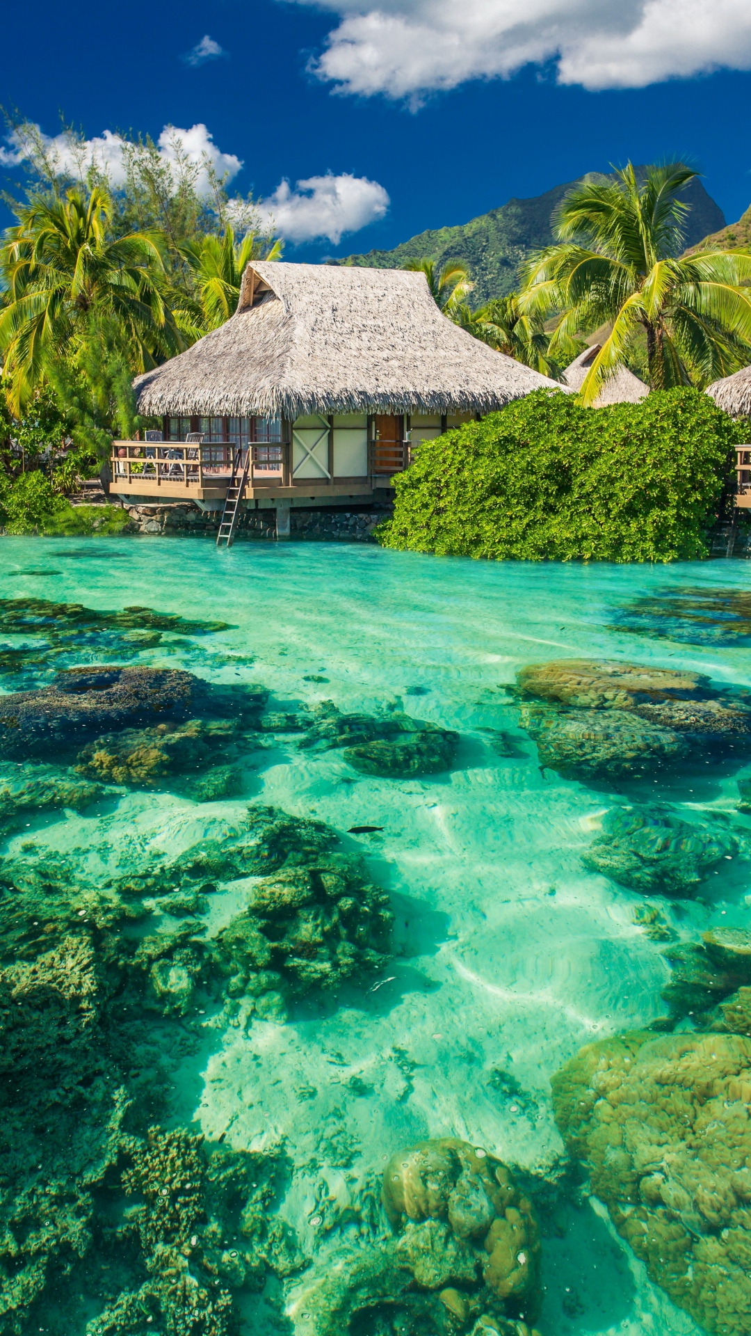 Tropics-Palm-Trees-Ocean-Vacation-Shore-iPhone-6-wallpaper.
