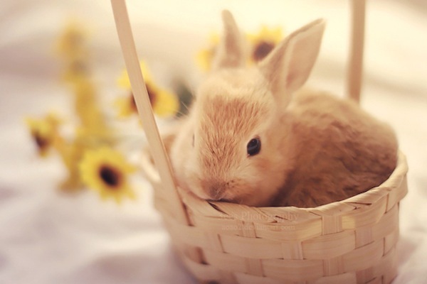 baby-basket-bunny-cute