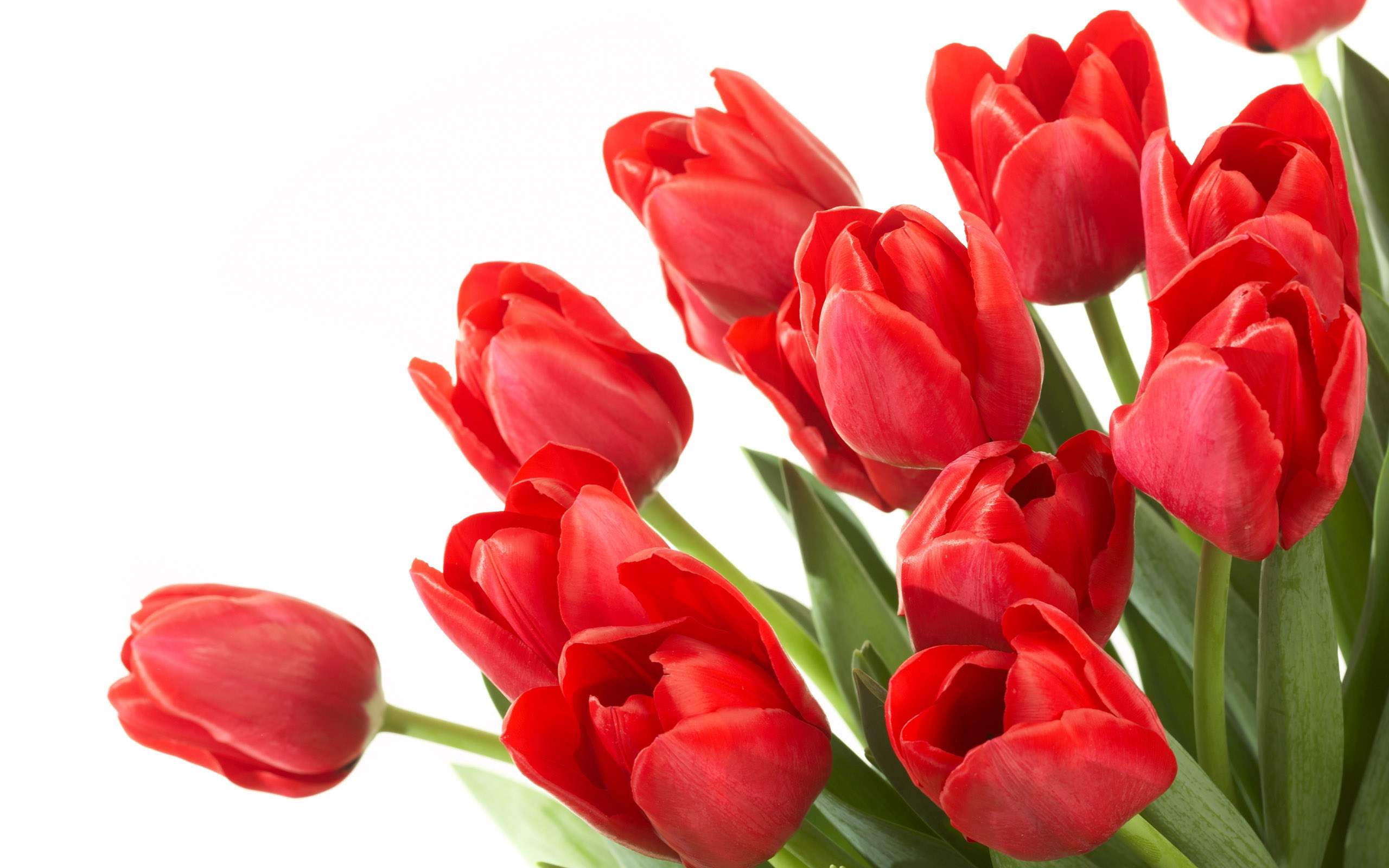 beautiful-tulip-flowers-hd-wallpapers-cool-desktop-background-photographs-widescreen