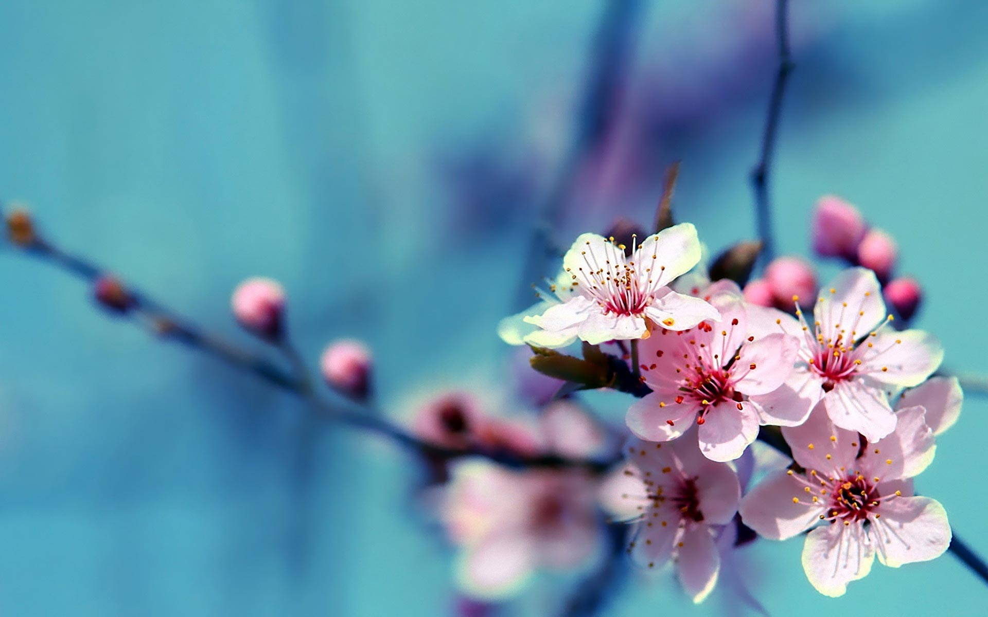 cherry-blossom-flower-wallpaper.