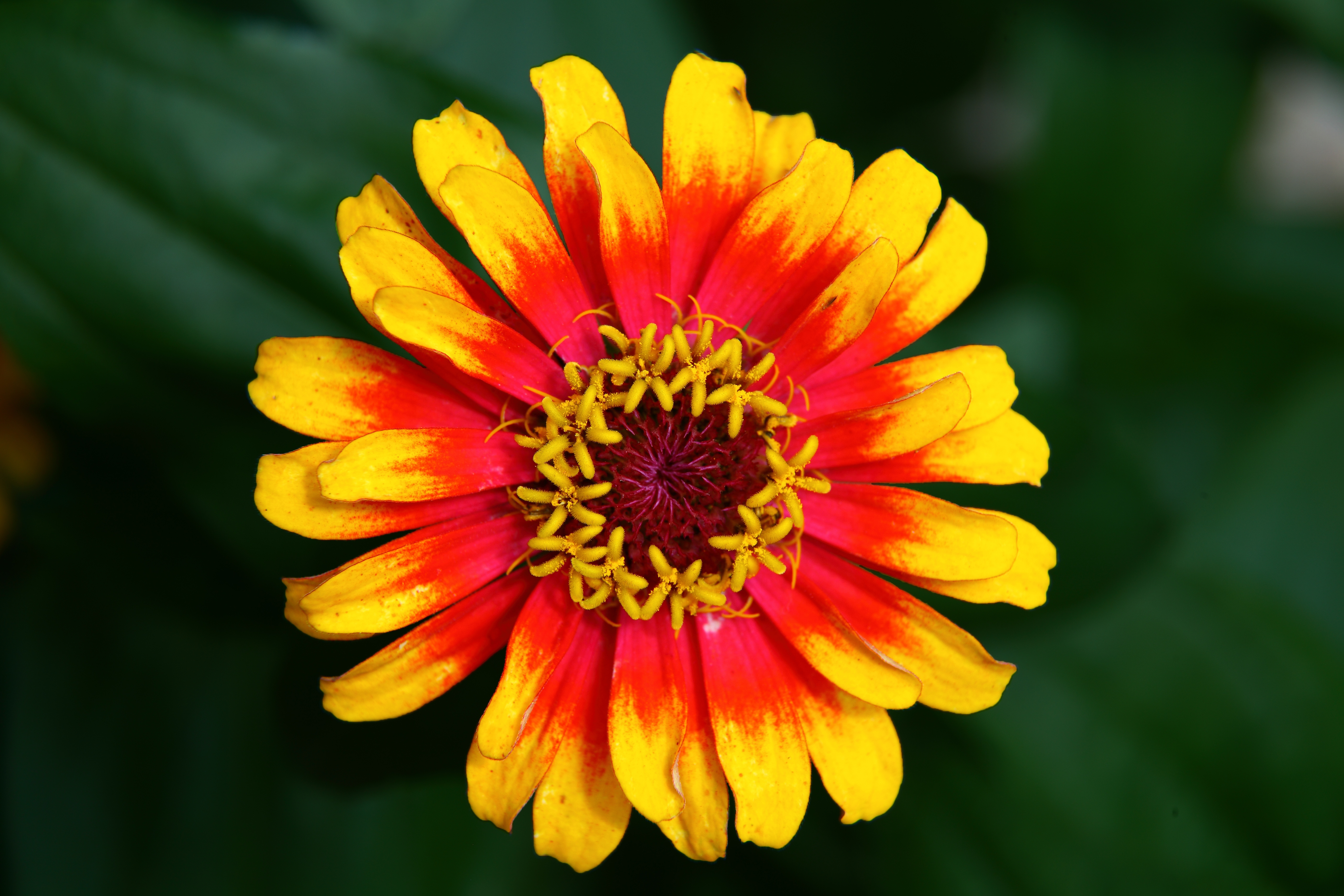 hippie-flower