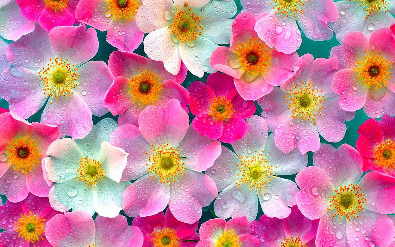 indian-flowers-images-and-wallpapers-27.