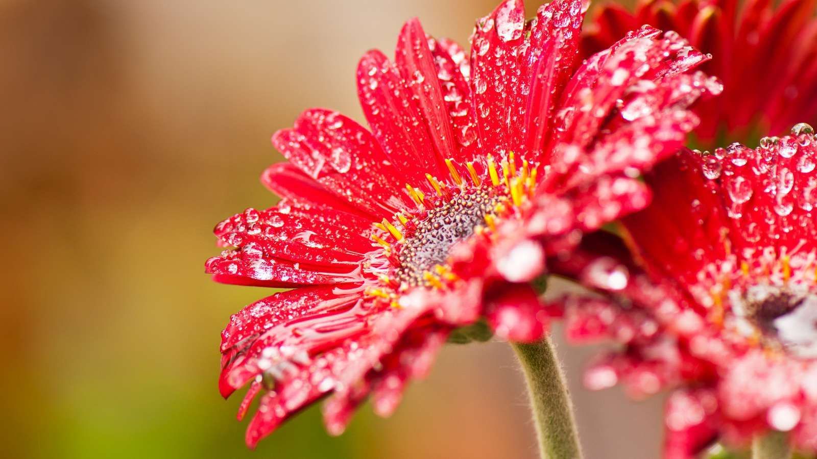 water-drops-on-flowers-wallpapers