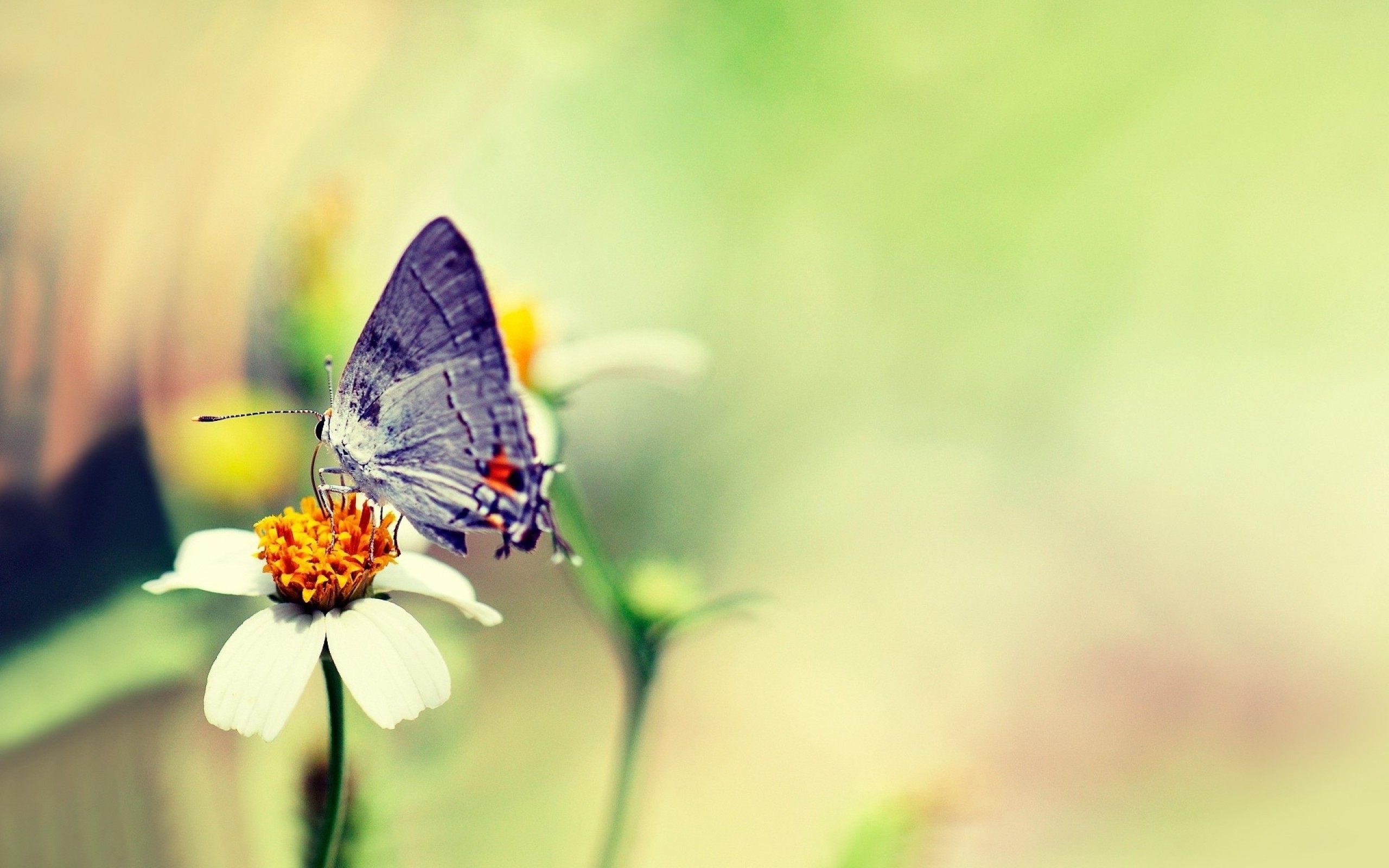 Butterfly-On-Flower-Wallpaper.