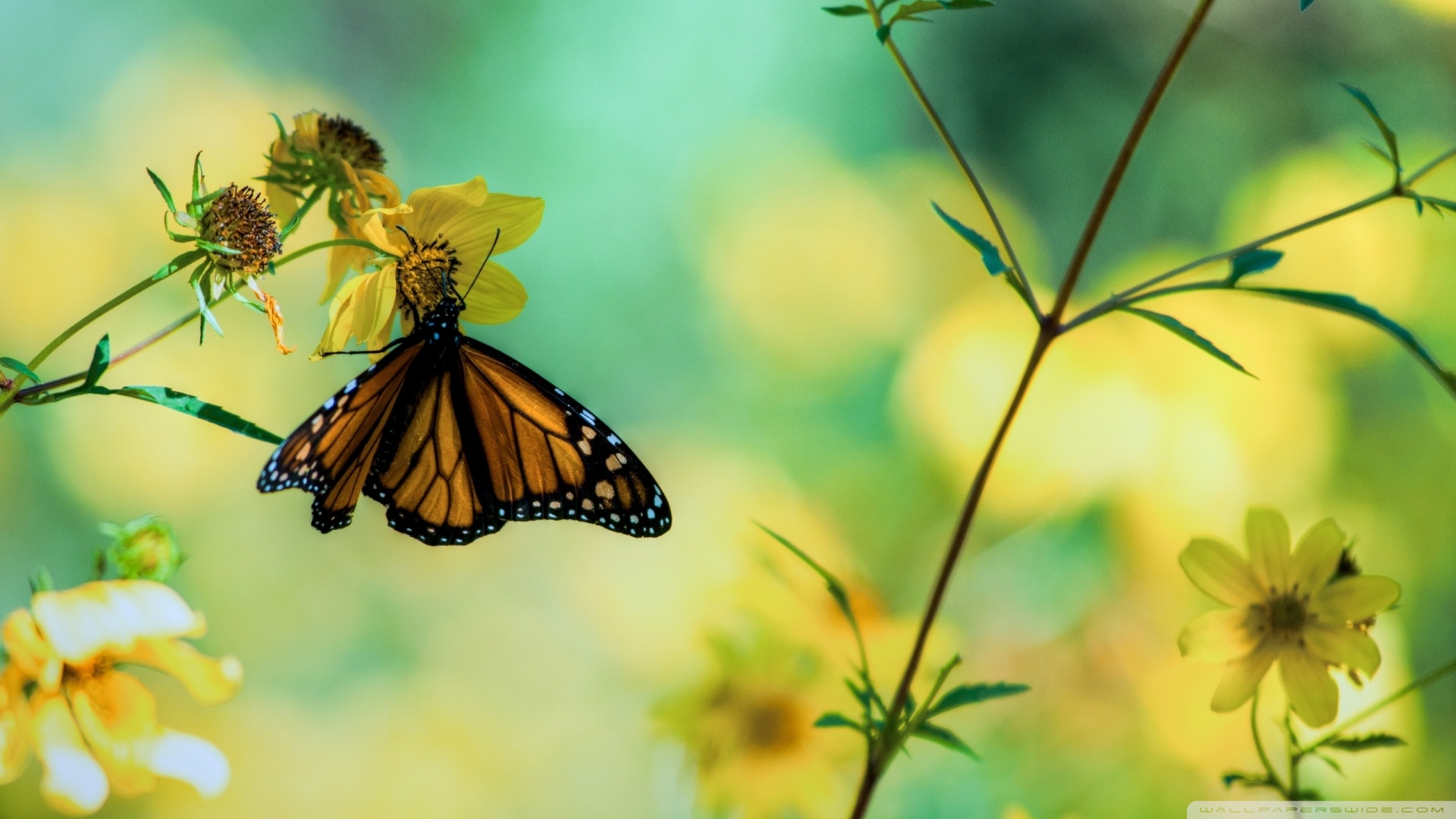 Butterfly-Yellow-Wallpaper1