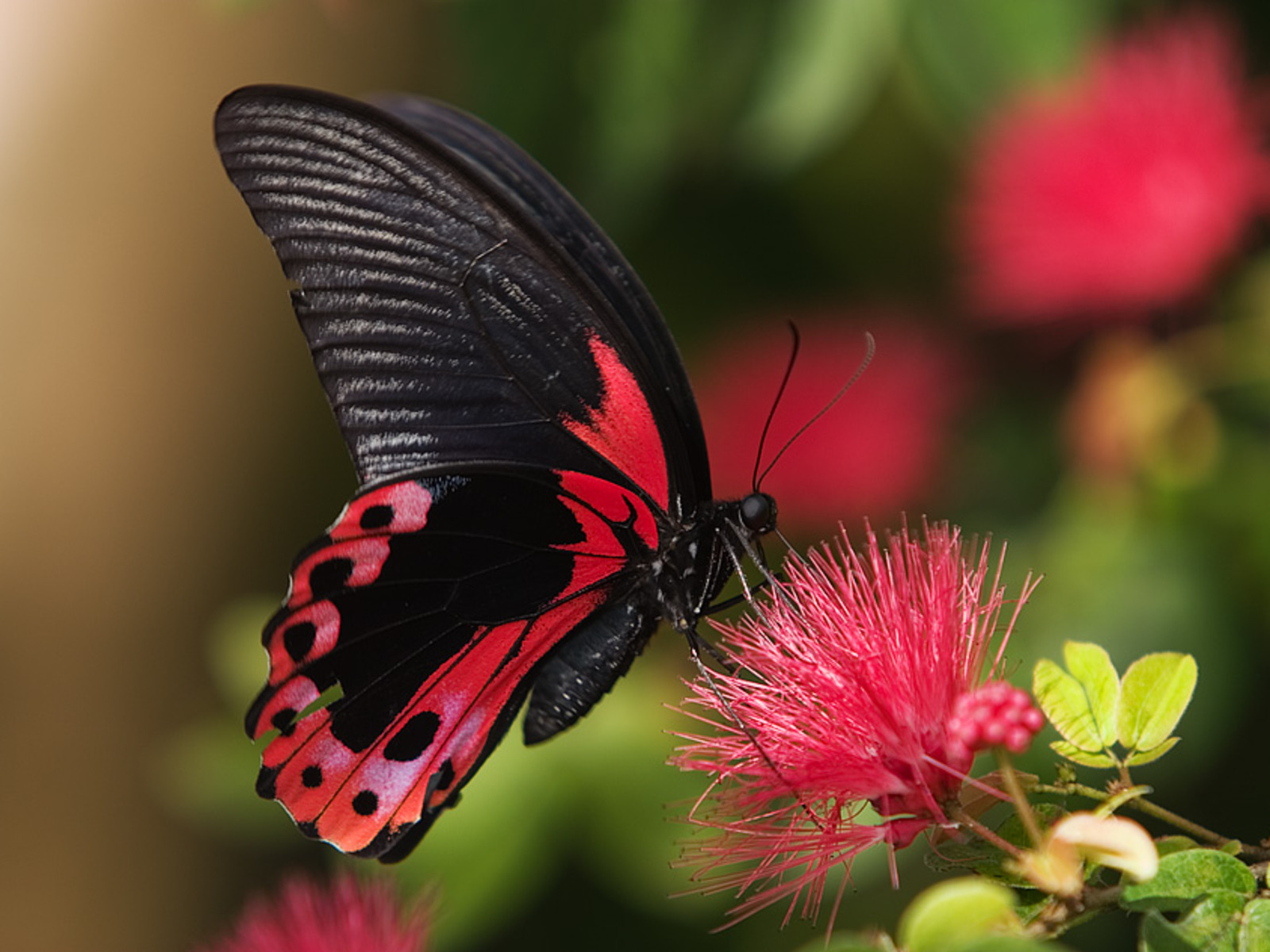 Red-Butterfly-Wallpaper-Desktop-
