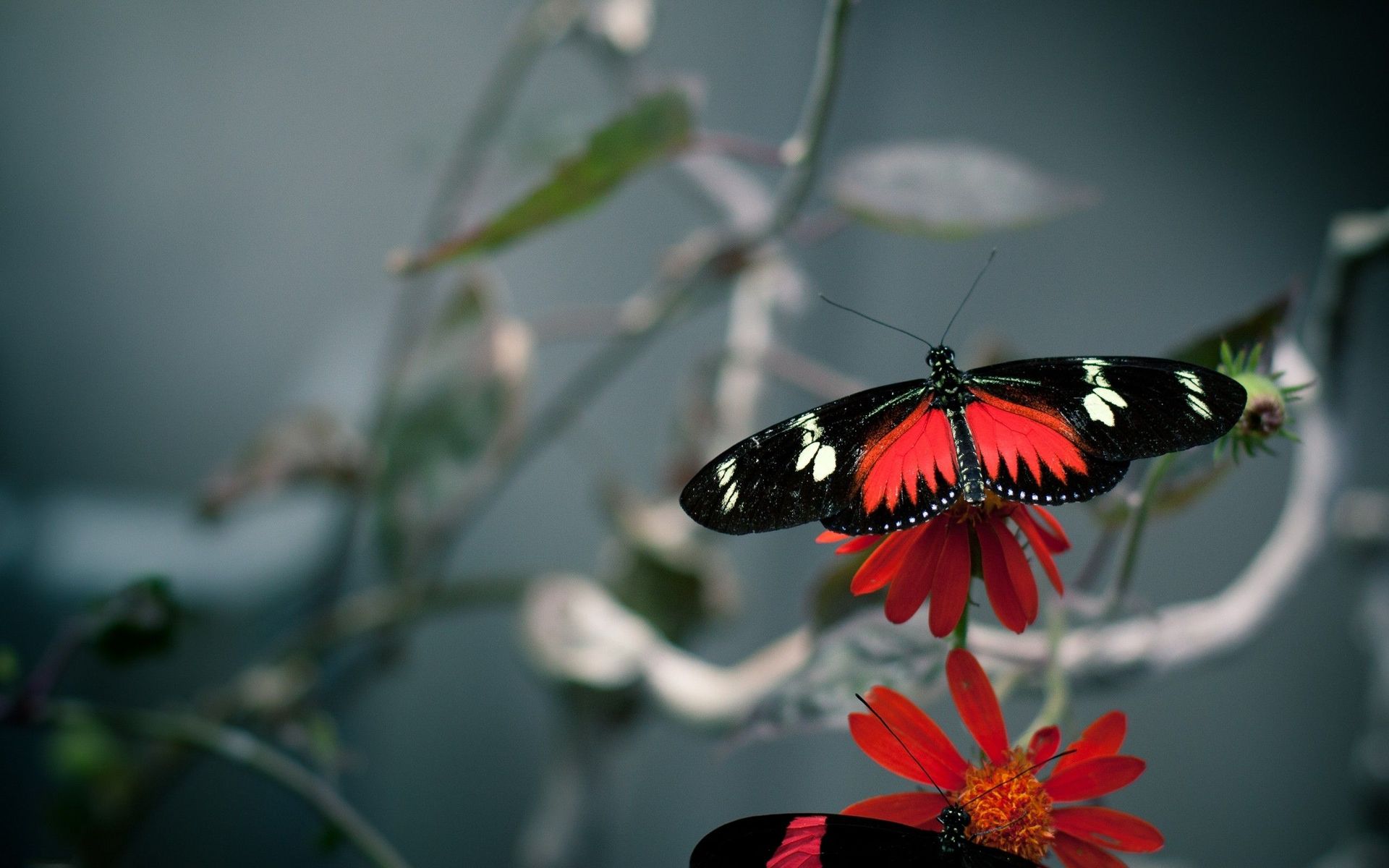 black-and-red-butterfly-animal-hd-wallpaper-