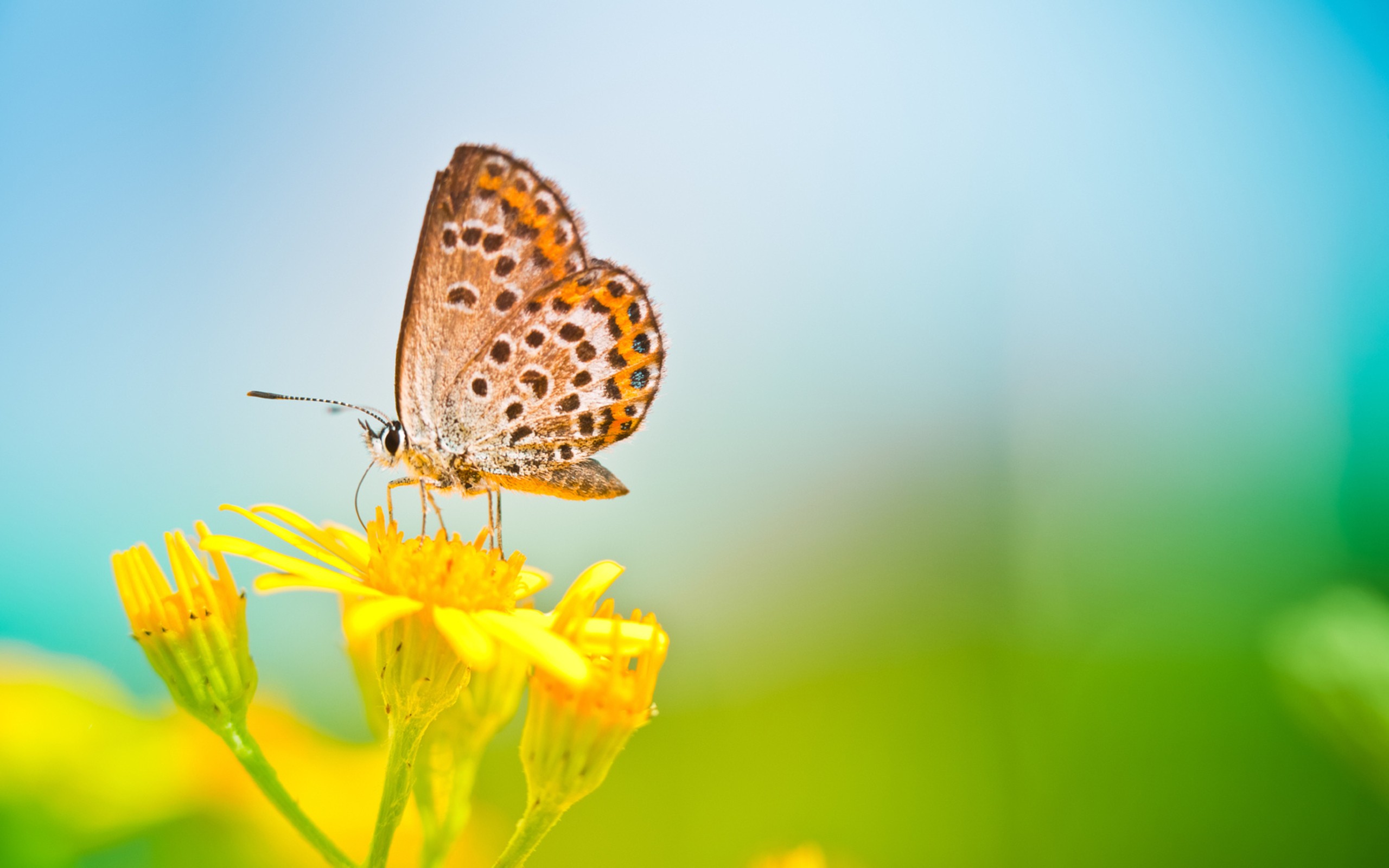 butterfly-images-wallpaper
