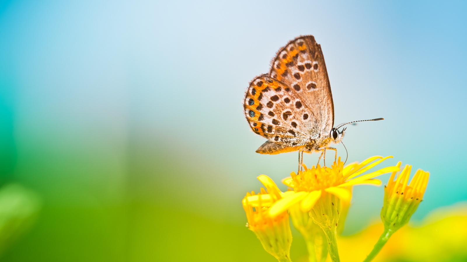 butterfly-on-yellow-flower-