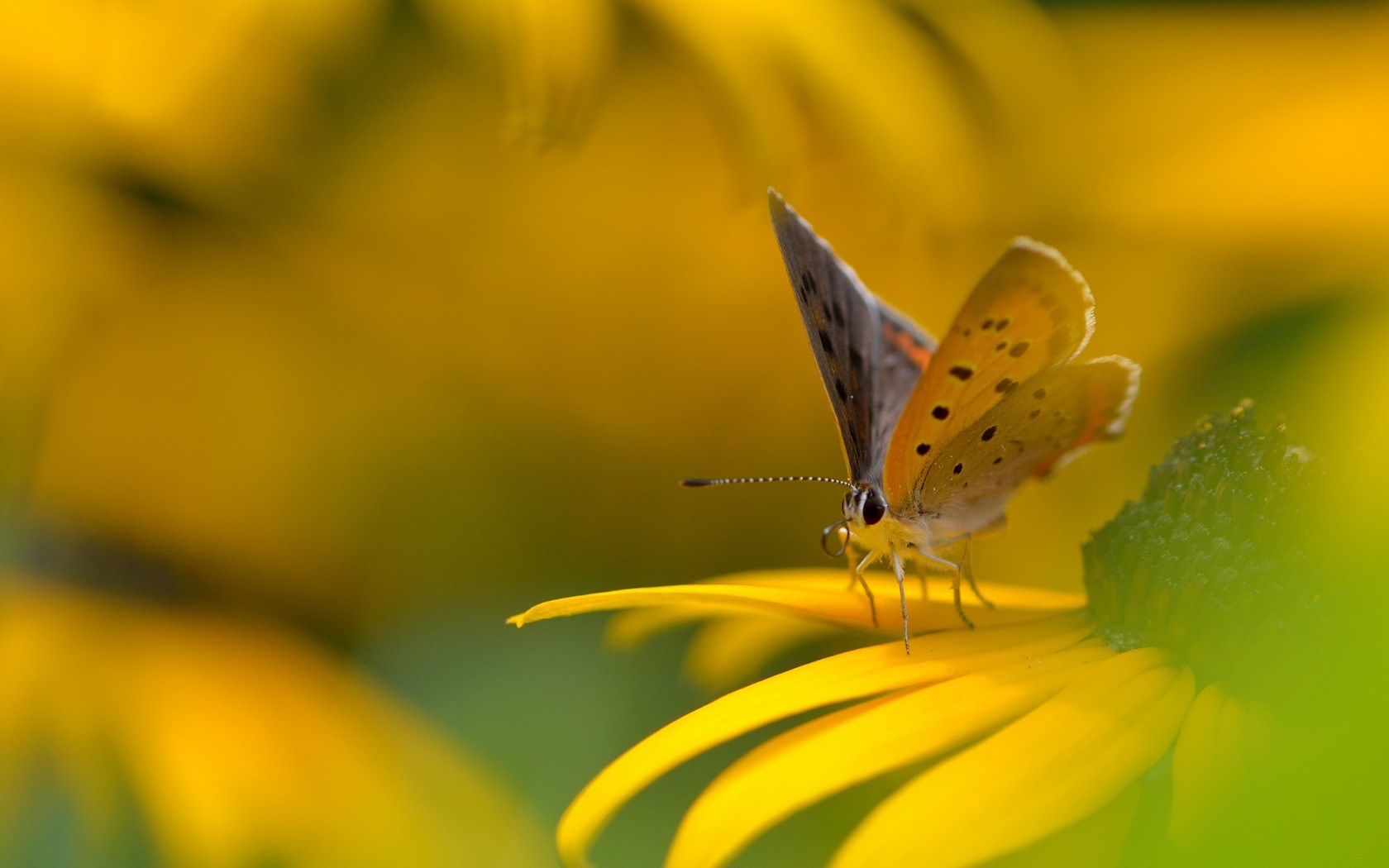 flower-yellow-butterfly-wallpaper-