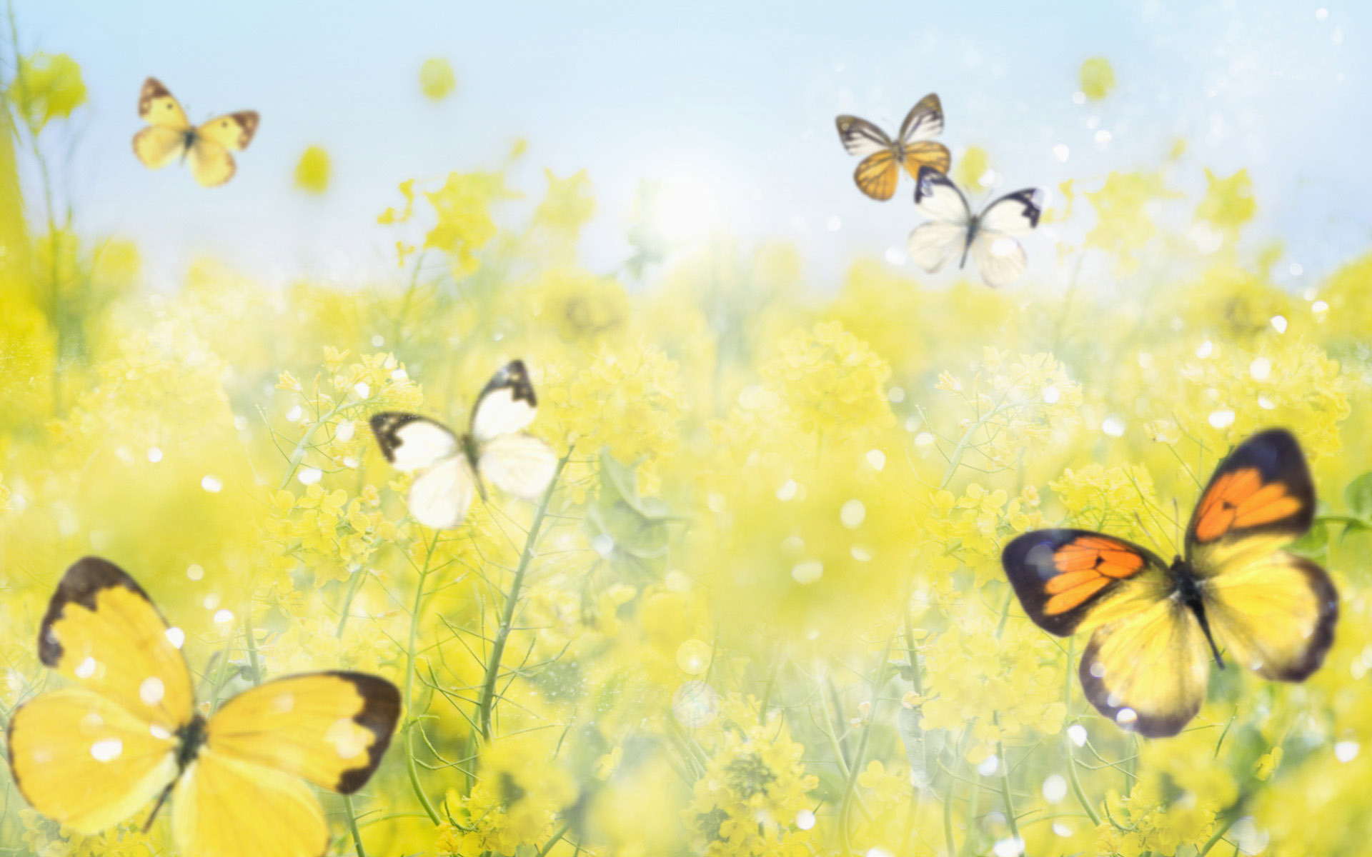 yellow-butterfly-wallpaper-3