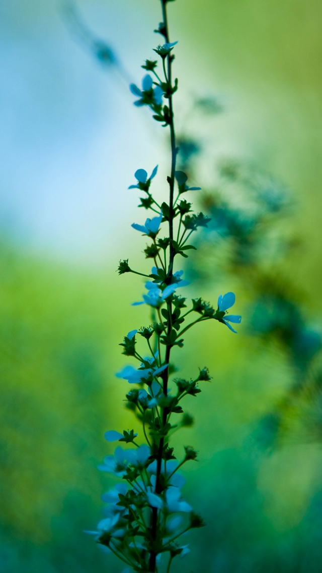 blue-and-green-plant-iphone-5-wallpaper.