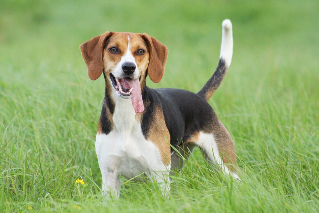 3 Tips For Picking The Right English Hunting Dog - Godfather Style