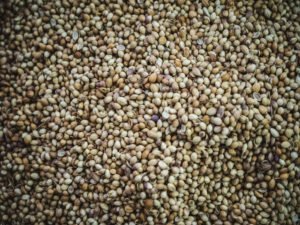 Tips for Cannabis Growers on Preserving Seeds