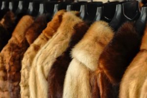 Essential Things to Know About Mink Fur Before You Go Shopping Passionately