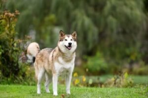 Tips to Raise a Wooly Siberian Husky